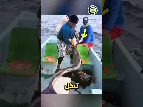 صياد يواجه سمكة أبو سيف الهائجة في صراع لا ي صدق