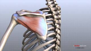Shoulder Anatomy Animated Tutorial