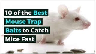 The Best Mouse Trap Baits: Find Out What Really Works screenshot 5