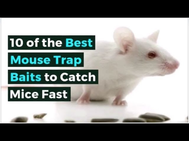 Best Bait for A Rat or Mouse Trap