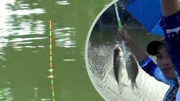 Câu cá 103 l Cận cảnh câu cá Diếc và tín hiệu phao bềnh l CẦN THỦ ĐẤT CẢNG