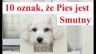 10 oznak, że Pies jest Smutny