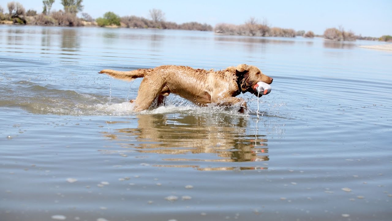 The Incredible Hunting Capabilities of the Chesapeake Bay Retriever