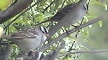 Melodic Electronica Music | Calming, all analog.