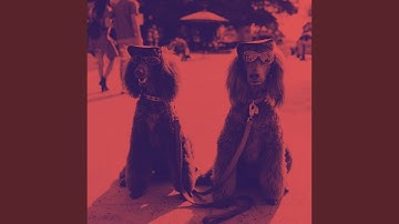 Mind-blowing Backdrops for Resting Pups