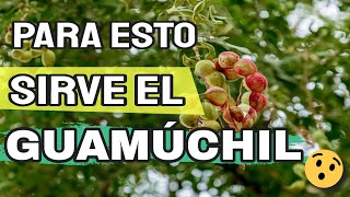 🟢 Propiedades Y Beneficios Del Guamuchil Fruta Dulce, Payandé, Pinzán, Chiminango 👨‍🌾