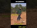 اموزش گنج یابی با طلایاب اورجینال
