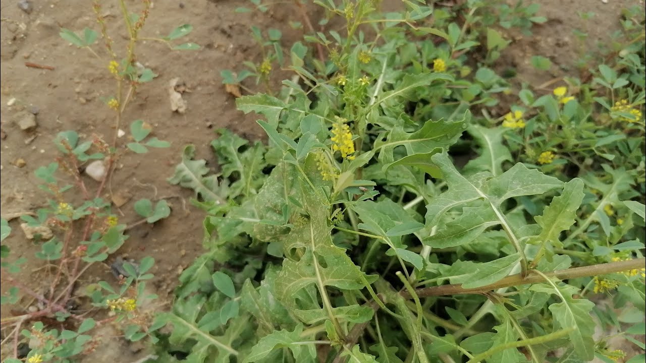 السلام عليكم