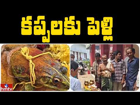 కప్పలకు పెళ్లి  | Jordar News | hmtv - HMTVNEWS