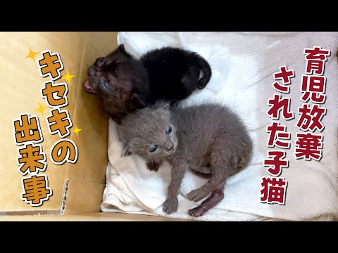 保護した産まれたての子猫に起きたキセキのお話 - YouTube