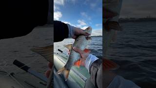 Как поймать Жереха #fishing