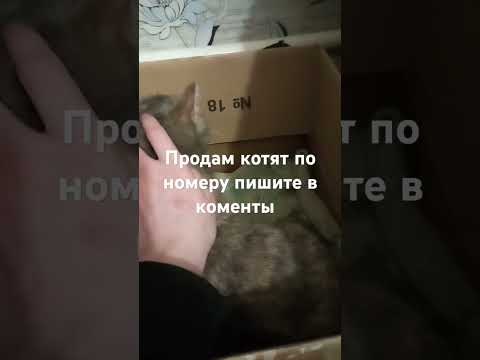 У КЕК МЕКА ПОПОЛНЕНИЕ!!    Я СТАЛ ОТЦОМ?!?!