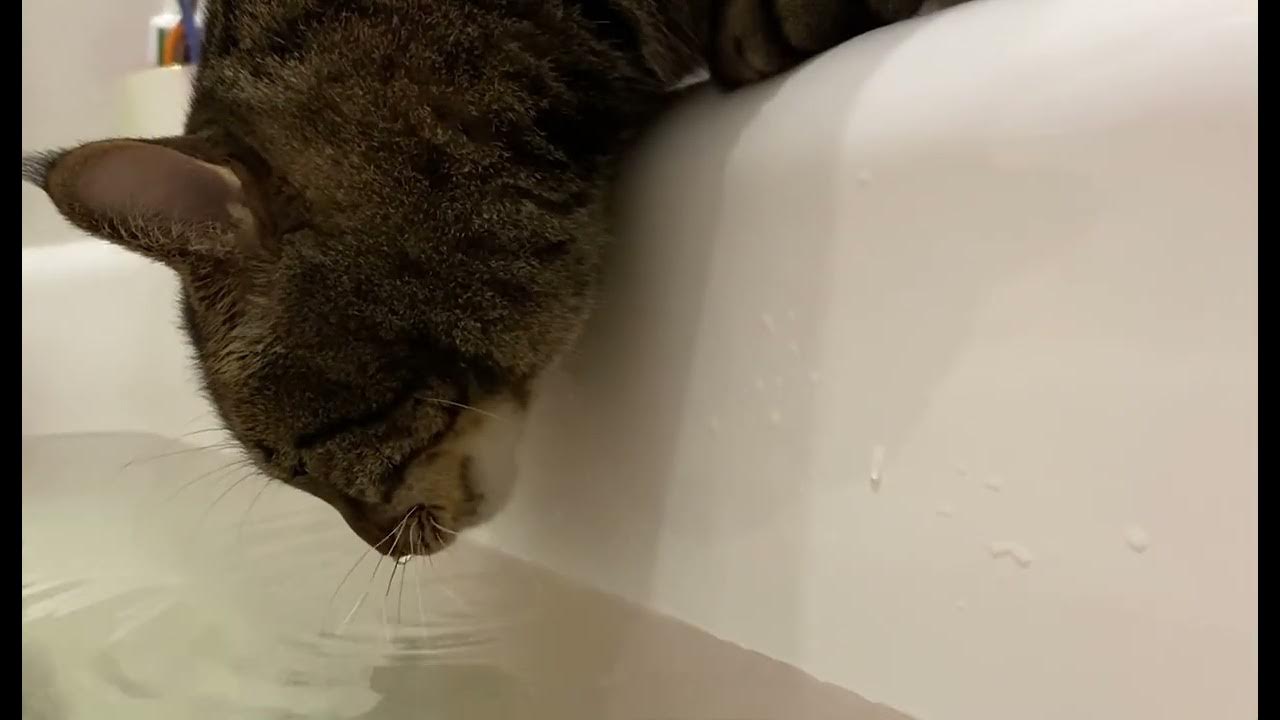 Говорящий кот в ванне видео. Кот в ванной. кот в ванне мем. котик в ванной мем. мемы с котиками в ванной.