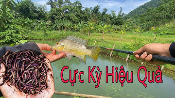 Handleiding voor het gebruiken van wormen als aas voor het vissen op tilapia voor beginners – Ext...