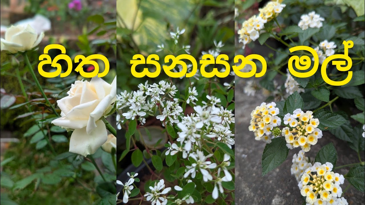 මතක පිරුණු මල්  🥺| ගුරුපවුල