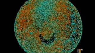 Zebrafish development tracked cell by cell