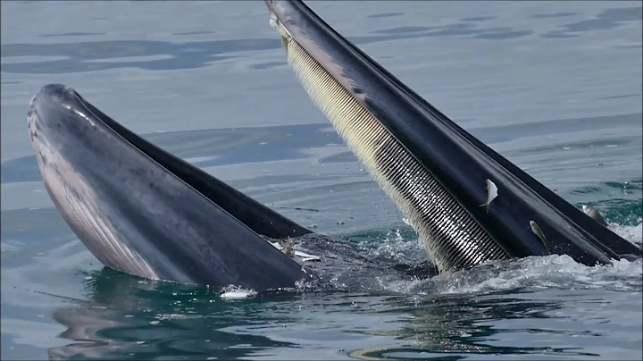 Bryde's Whale - Behavior