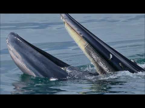 Video: Bride's Minke Whale: kuvaus, ravinto, elinympäristö ja lisääntyminen