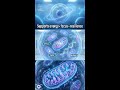 DNA Repair