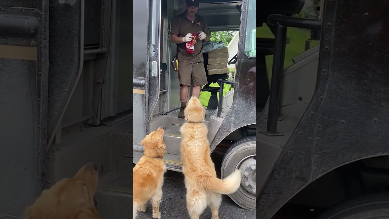 ⁣Golden Retrievers Are Best Friends with Mail Man! #Shorts #Dogs #Mail