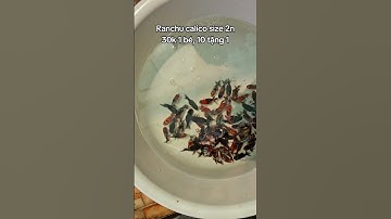 Ranchu Calico size 1n, 30🌾 1 bé, 10 tặng 1