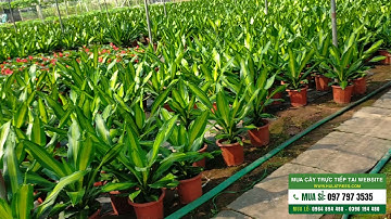 Bán buôn bán lẻ cây thiết ngọn Nhà vườn Hula Trees