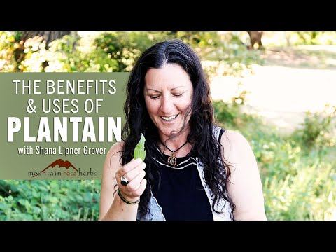 Benefits & Uses of Plantain with Shana Lipner Grover - video from Mountain Rose Herbs