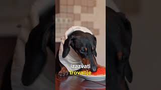 Šta psi ne smeju jesti