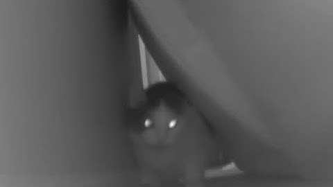 mrrp mrrp meow cat just says eow this time then runs away