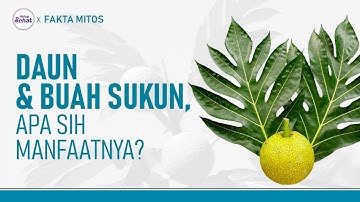 Fakta Daun Buah Sukun, Solusi Berbagai Penyakit?  | Hidup Sehat tvOne