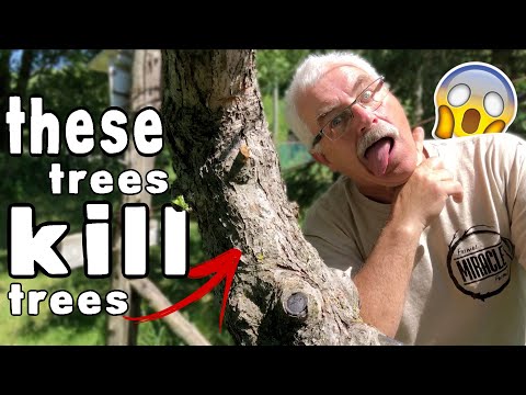 וִידֵאוֹ: בקרת עשבים אגוזים - כיצד להרוג צמחי עץ אפל