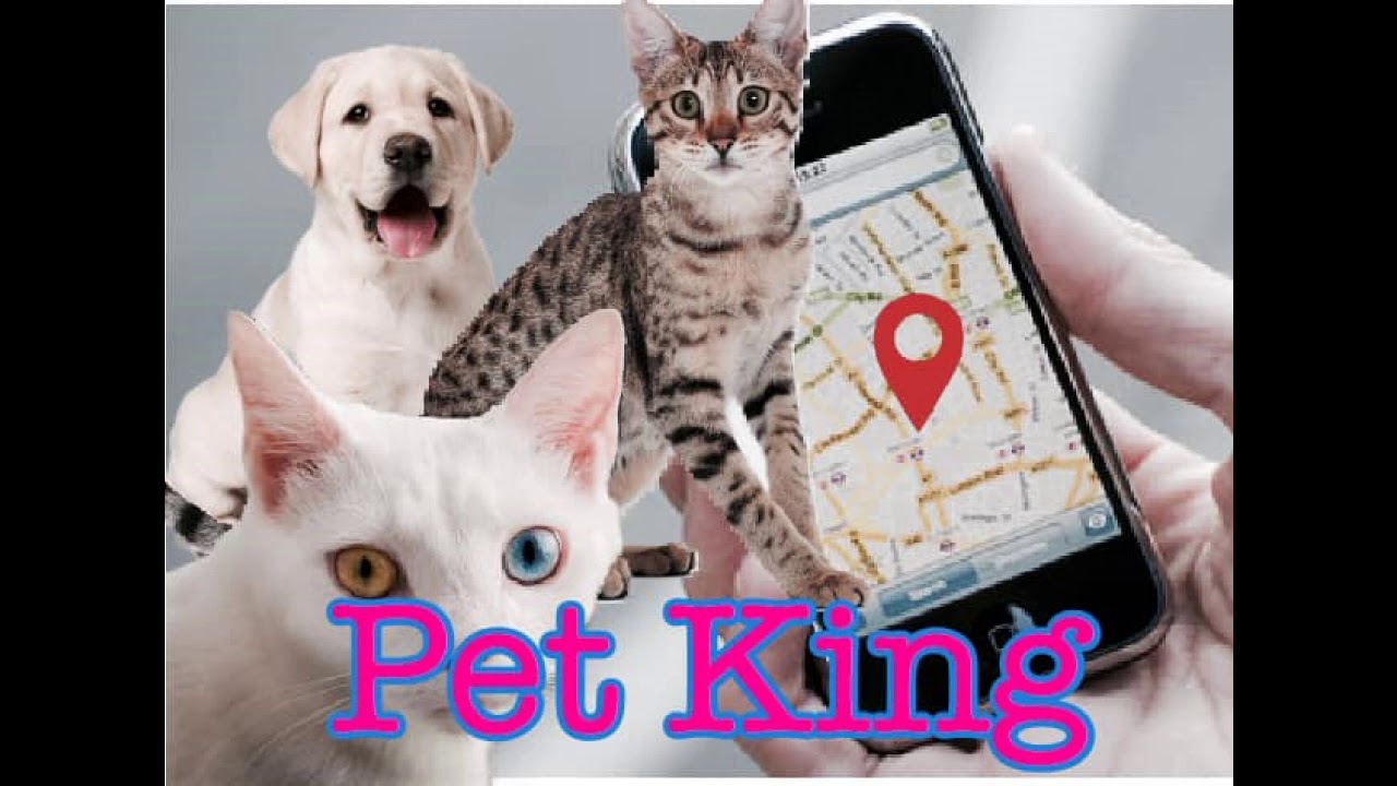 Pet King 51 - YouTube