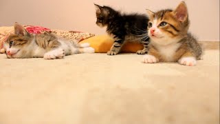 Funny and cute my kittens
