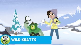 WILD KRATTS | A Kratt in Yeti's Clothing | PBS KIDS