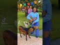 Tiktok con un chivo 