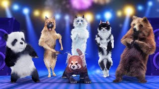 Animal Song (Dance Party) | With Panda, Dog, Cats, and a Bear 2024 | By Twiddlie