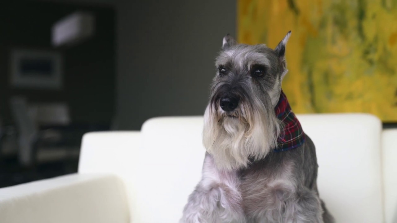 Subaru of Portland | Buddy