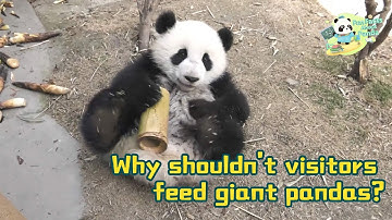 【Fun Facts About Panda】Visitors, Please Don’t Feed Giant Pandas  | iPanda