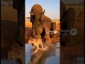 Cheetah tries to ride elephant #comedy #funny