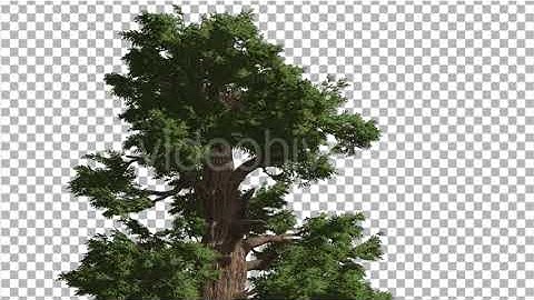 Western Juniper Top of Coniferous Evergreen Tree | Motion Graphics - Envato elements