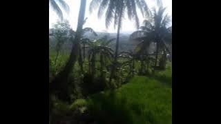 Story WA Pemandangan Alam #Lestari alamku