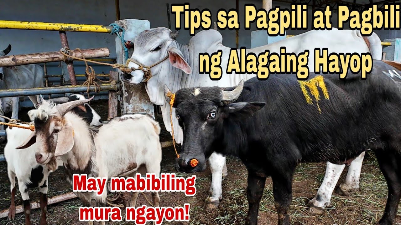 January 26, 2024 Presyo ng Baka, Kambing at Kalabaw | Dji Osmo Action 4 | Livestock Farming