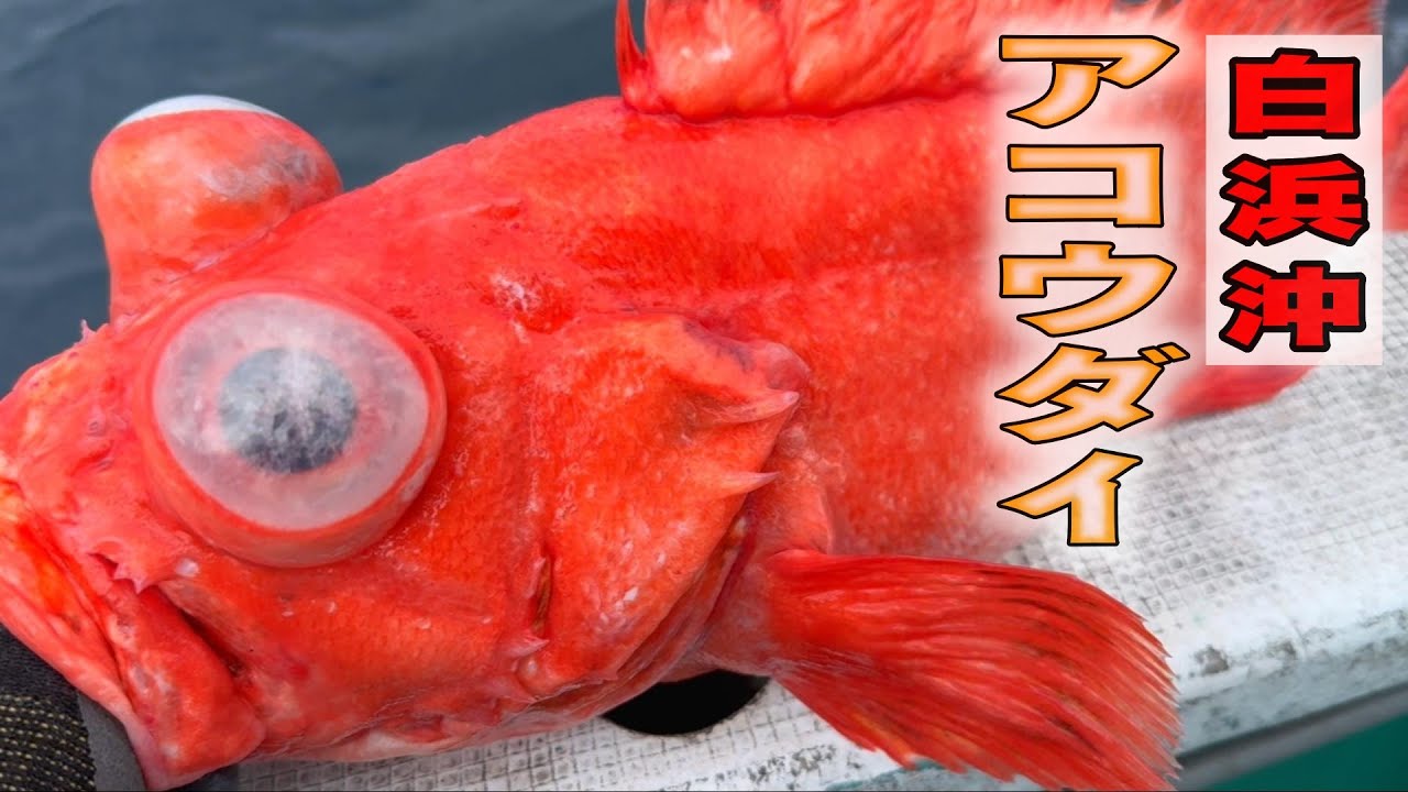 《和歌山・丸十丸》【初挑戦でも大丈夫！】誰でも簡単！和歌山・白浜沖の深海釣りのアコウダイ2024 5 12アコウダイ