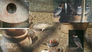 Jaawa Colonye Progress  Urdu Hindi | Java Finch Breeding Progress Result | Budgies Parrot | #100 #1k