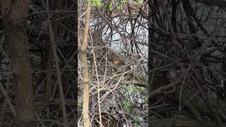 Squirrel sharpening teeth in the brush