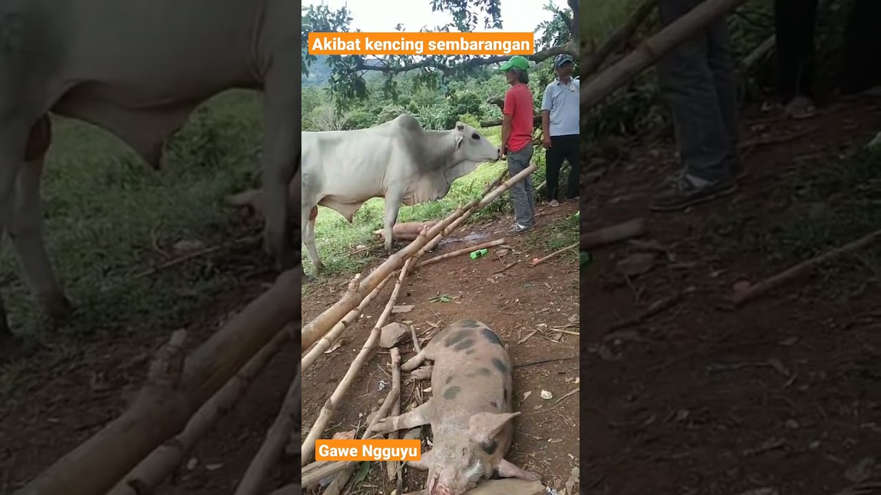 kencing sembarangan Lucu lucu video TikTok Ngakak Abis Viral 