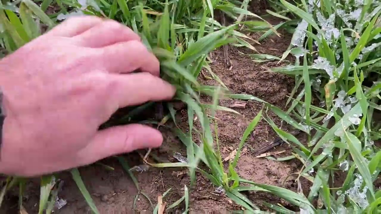 Kar Sonrası Buğdaylarda Son Durum - Maja, Avenue, Primus