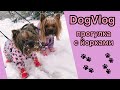 DogVlog: ПРОГУЛКА С ДВУМЯ ЙОРКАМИ / ПОТЕРЯЛИ БОТИНКИ / БОЛТАЛКА