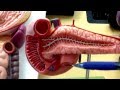 Digestive System 4 (Hepato-Pancreatic Ampulla)