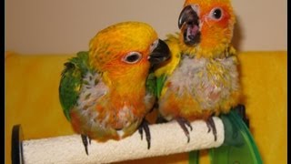 Rio And Sona Jenday And Sunday Conures